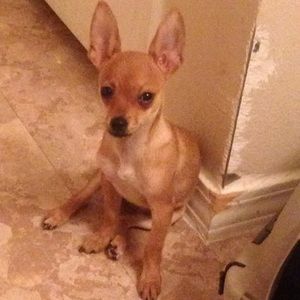 Meet your Posher, Destiny